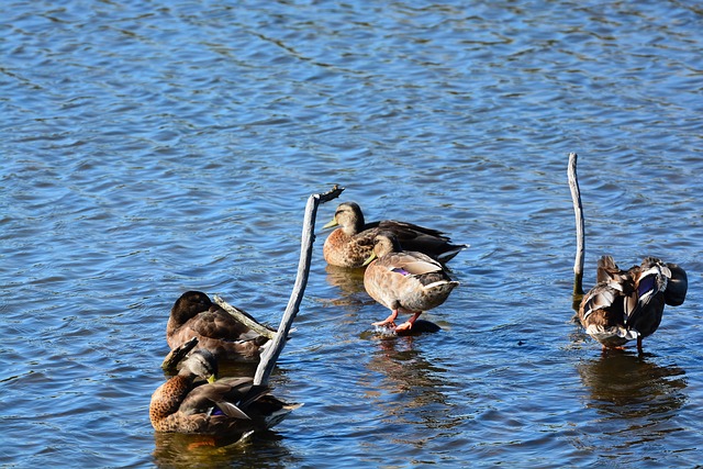 Free Birds Ducks photo and picture