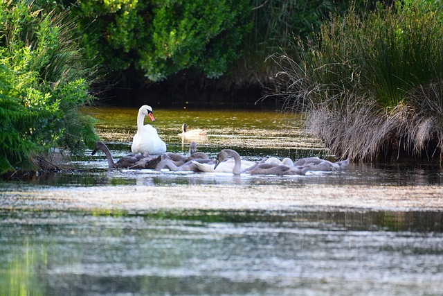 Free Bird Swans photo and picture