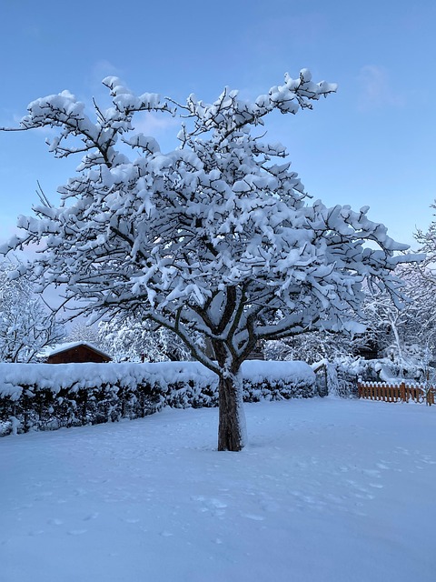 Inverno, Neve, Árvore, Jardim, Amanhã