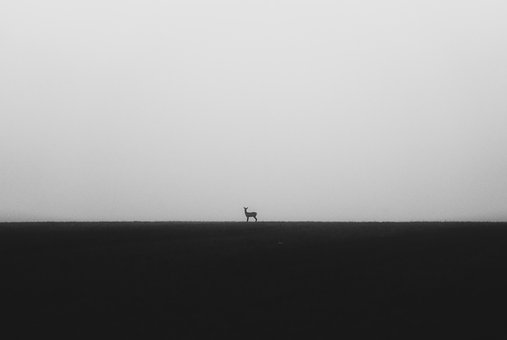 Animal, Cervo, Selvagem, Corça, Mamífero