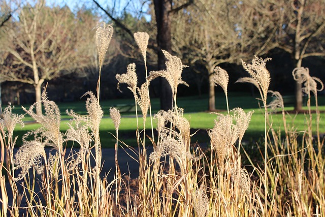 Free Grass Brown photo and picture
