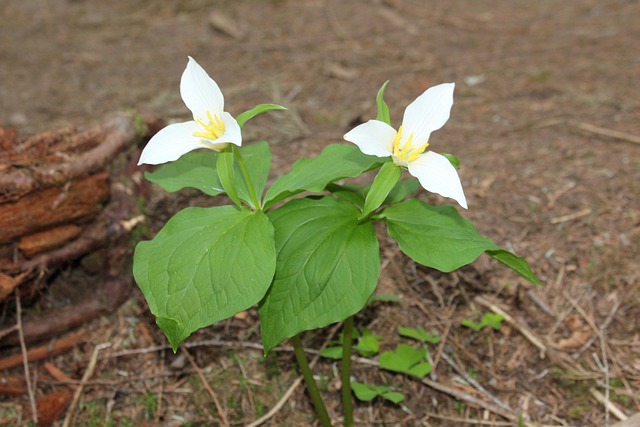 Free Trillium Plant photo and picture