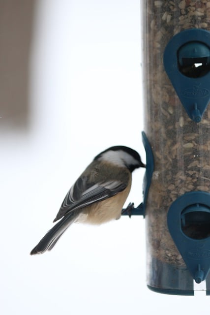 Free Chickadee Bird illustration and picture