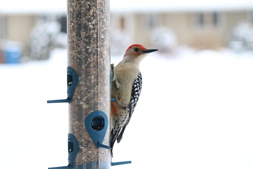 Free Woodpecker Bird photo and picture