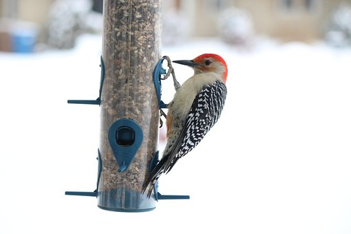Free Woodpecker Bird photo and picture