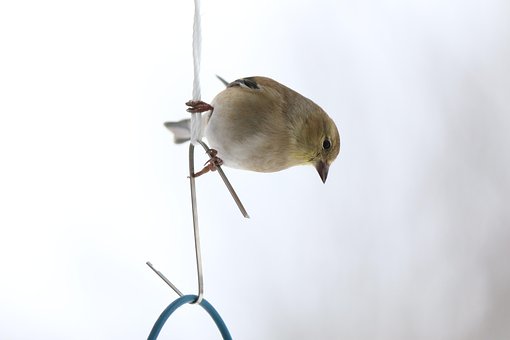 Free Yellow Finch Bird photo and picture