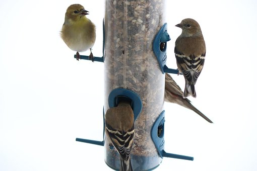 Free Birds Finches photo and picture