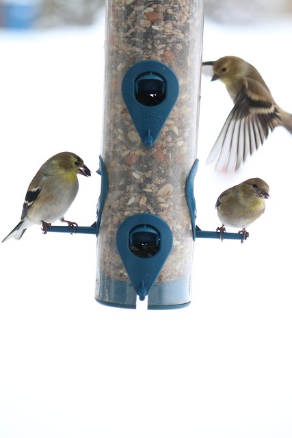 Free Birds Finches photo and picture
