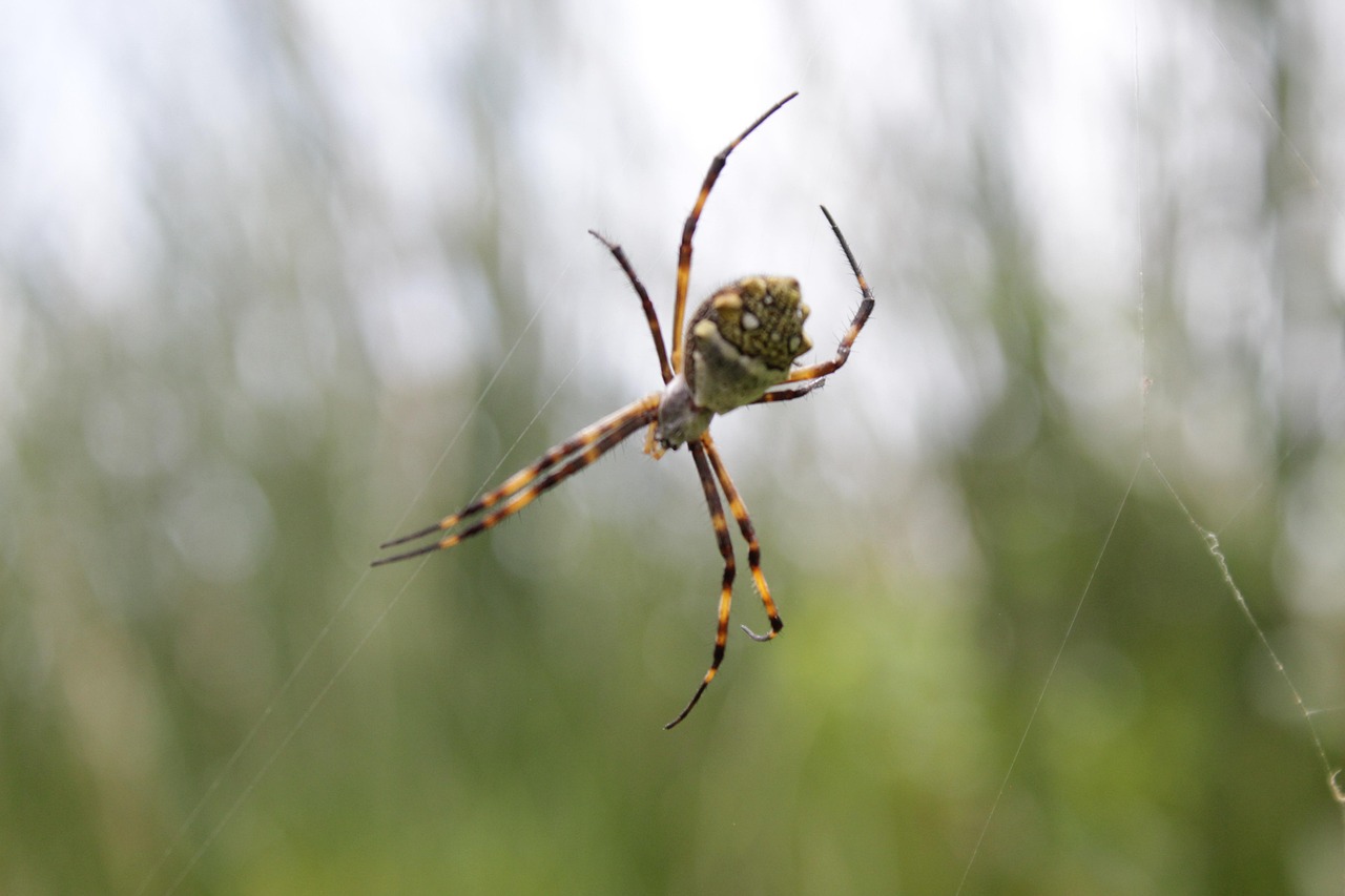 Paisaje Naturaleza Araña - Foto gratis en Pixabay - Pixabay
