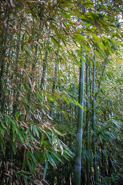 Free Bamboo Korea photo and picture