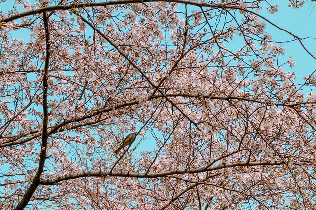 Free Bird Nature photo and picture