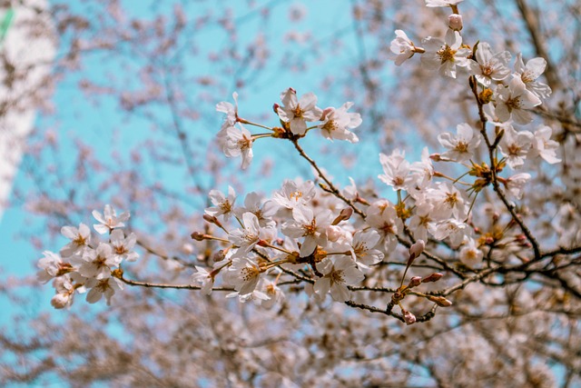 Free Flower Cherry Blossom photo and picture