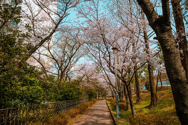 Free Spring Cherry Blossom photo and picture