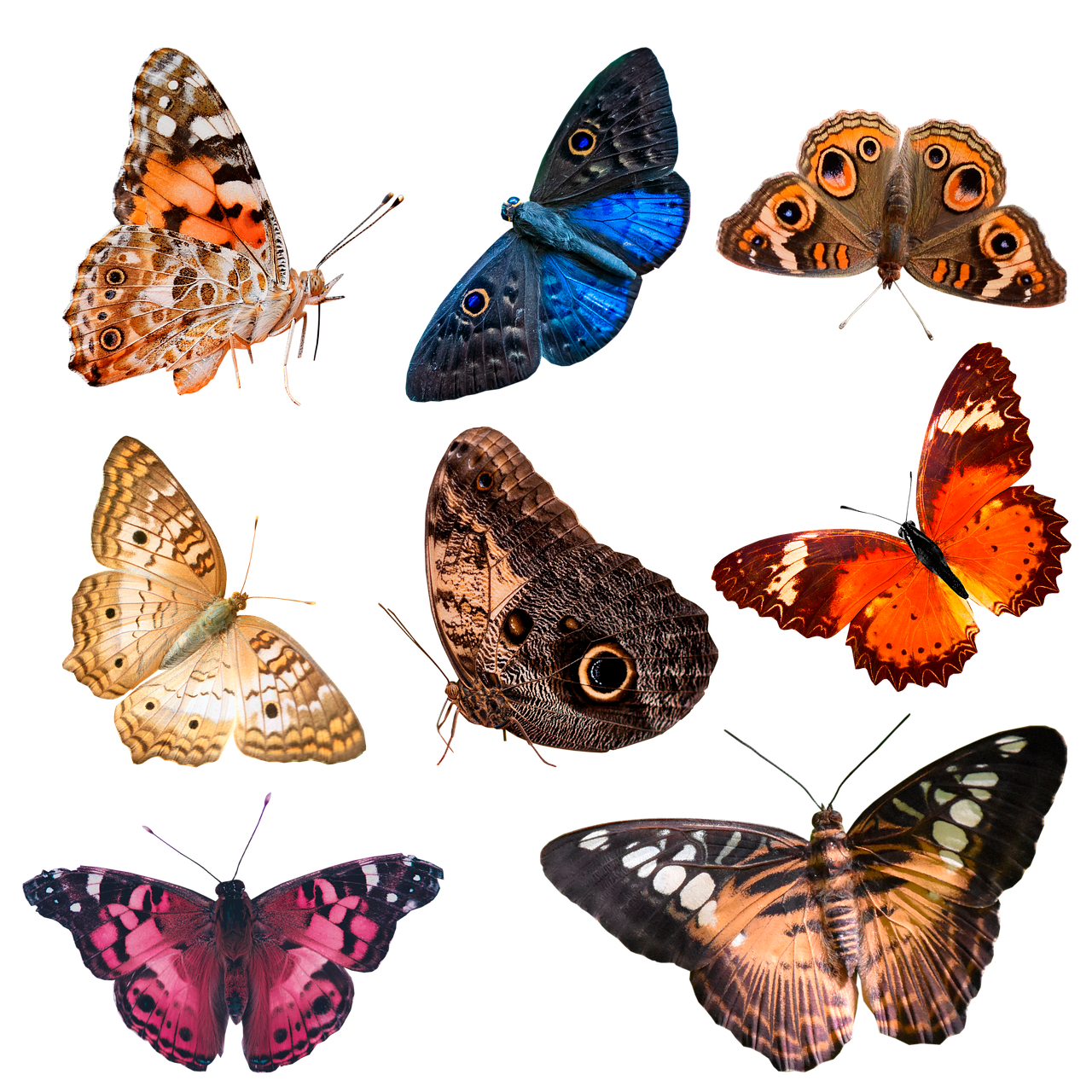 Download Butterfly, Insect, Nature. RoyaltyFree Stock Illustration
