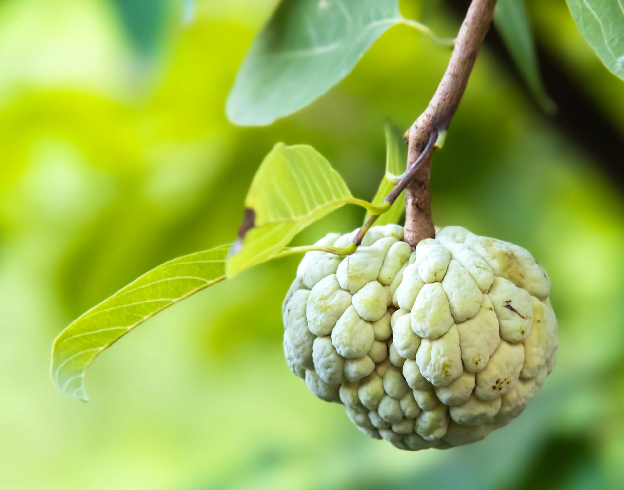 10+ Free Annona & Fruit Images - Pixabay