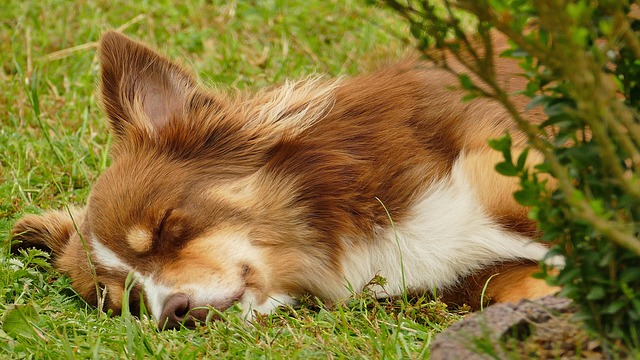 Free Dog Australian Shepherd photo and picture
