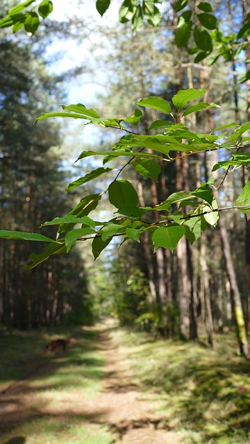 Free Forest Woods photo and picture