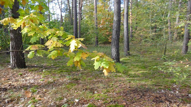 Free Forest Fall photo and picture