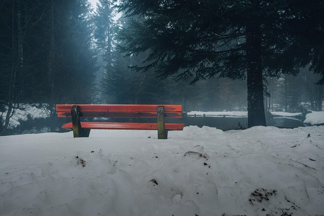 Free Nature Forest photo and picture