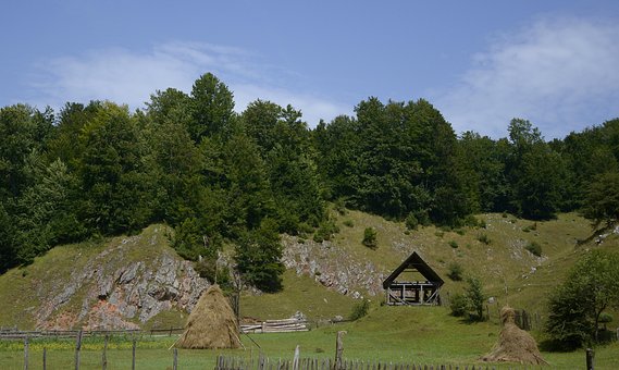 Natureza, Floresta, Arvores, Viajar Por