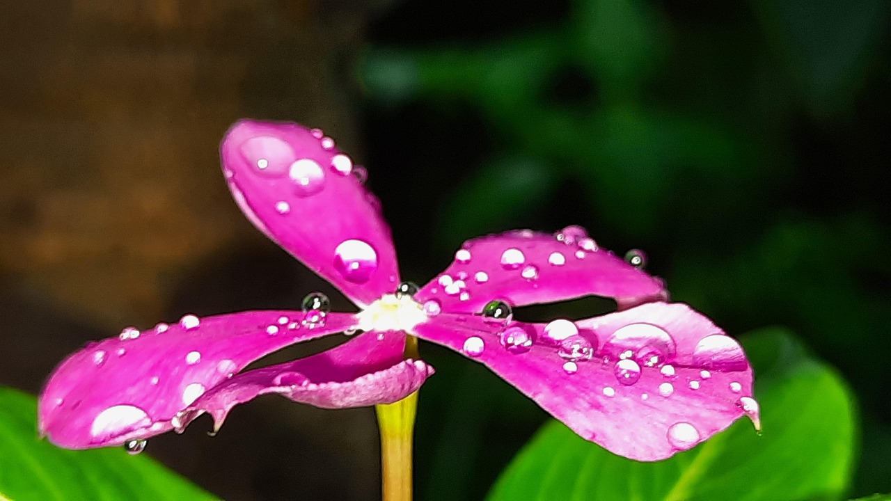 Flower Water Free photo on Pixabay Pixabay