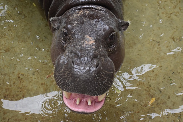hippopotamus, hippo, ugly as hell, lake, animal, river, nature, hermann park, houston, texas, jungle, hybrid, mutant, deviation, strange, disgusting, under water, submerged, swimming, murky, sweaty beast, yuk, nasty looking, mouth open, dangerous, friendly but strange