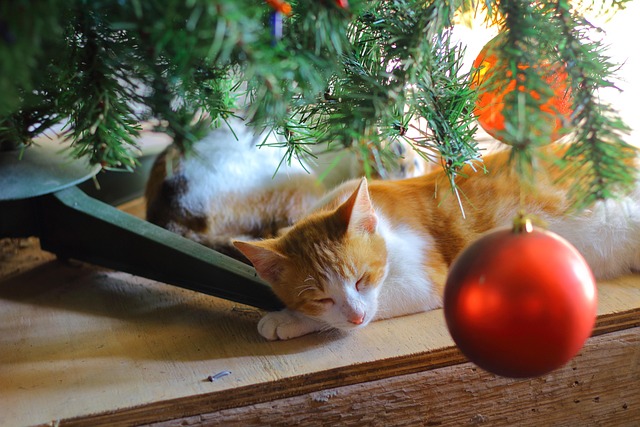 Free Cat Pet photo and picture