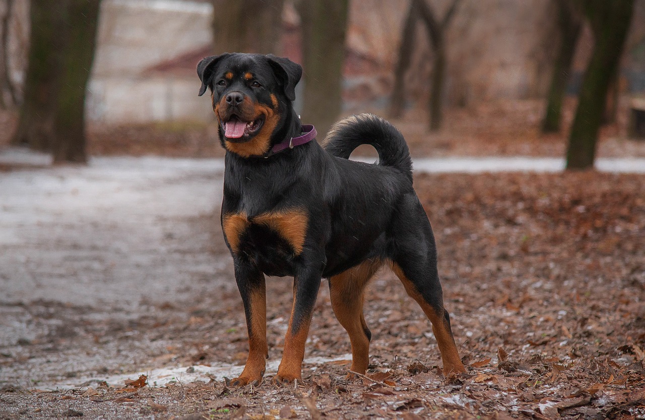 40 000 Free Rottweiler Dog Rottweiler Photos Pixabay