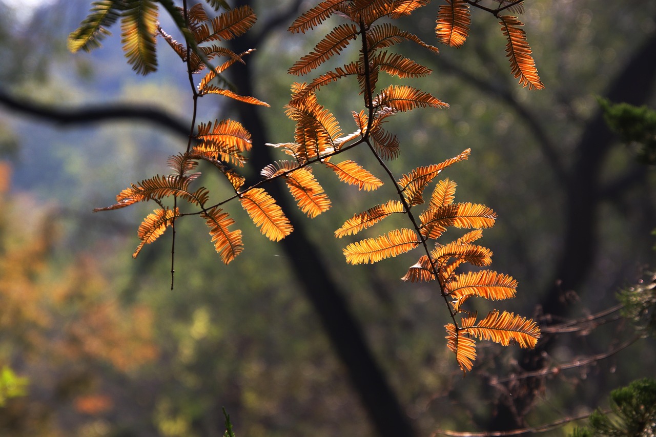 https://cdn.pixabay.com/photo/2022/01/12/07/30/dawn-redwood-6932183_1280.jpg