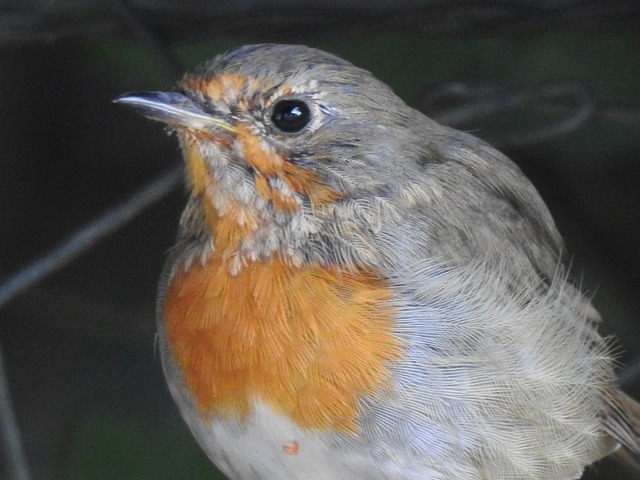 Vogel, Robin, Tierwelt, Garten, Krippe