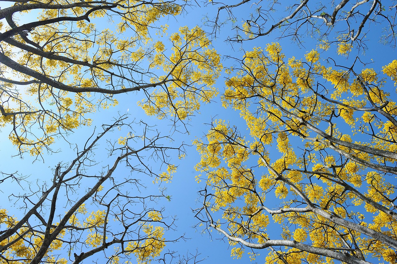 Trees Sky Nature Free photo on Pixabay Pixabay