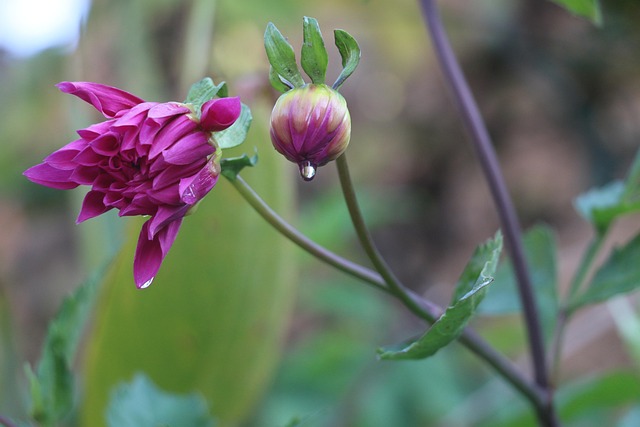 Free Dahlia Flowers photo and picture