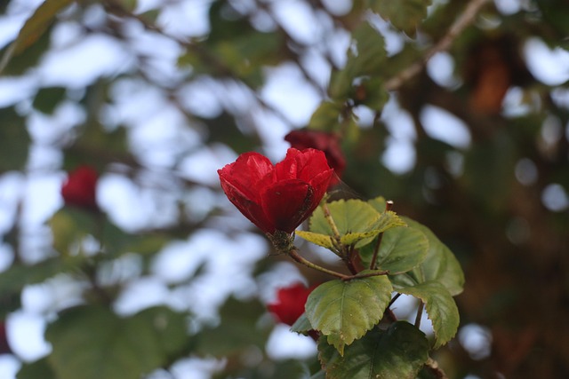 Free Hibiscus Flower photo and picture