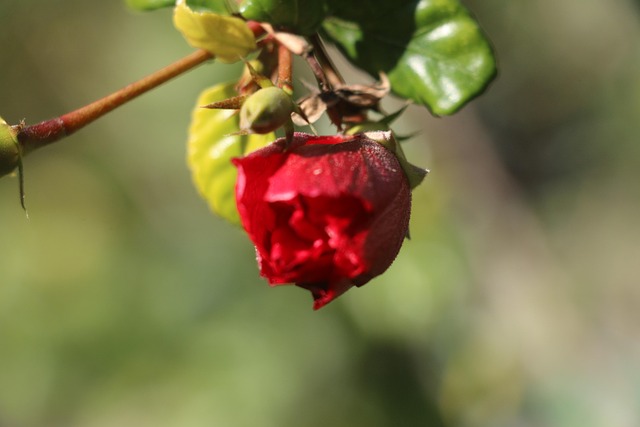 Free Nepal Bandipur photo and picture