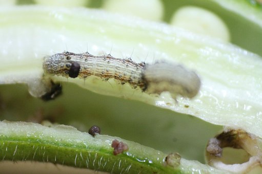Free Caterpiller Insect photo and picture