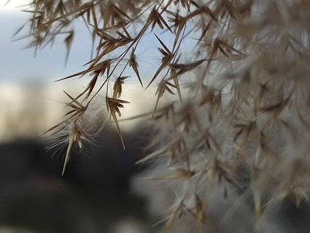 Schilf, Natur, Landschaft, Baum, Himmel