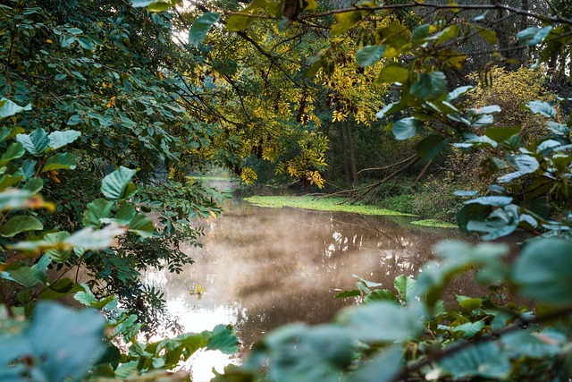 Free Nature Forest photo and picture
