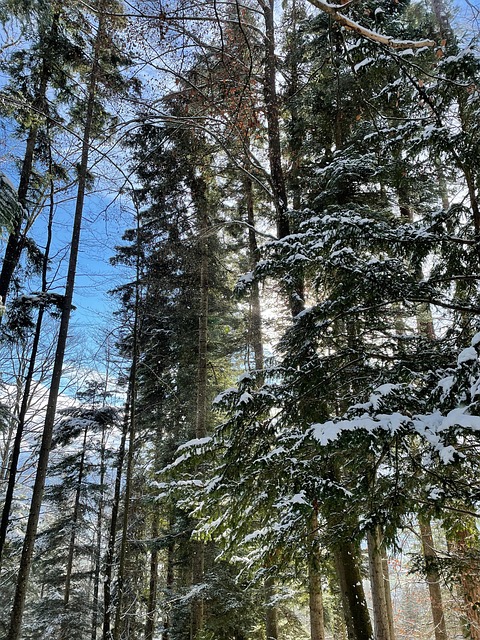 Free Forest Snow photo and picture