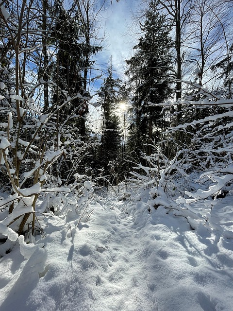 Free Snow Forest photo and picture