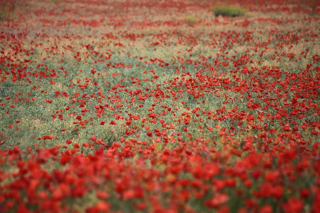 Mohnblumen, Blumen, Pflanzen