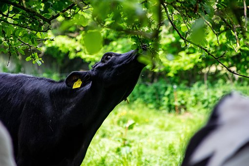Free Cow Beef photo and picture