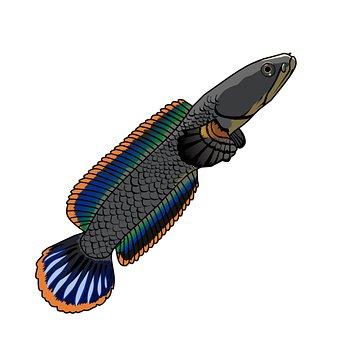 Free Channa Asian Snakehead illustration and picture