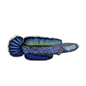 Free Channa Asian Snakehead illustration and picture