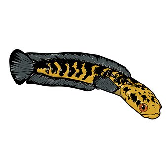 Free Channa Marulioides Emperor Snakehead illustration and picture