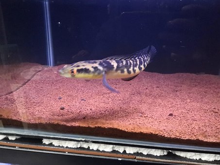 Free Aquarium Aquatic photo and picture