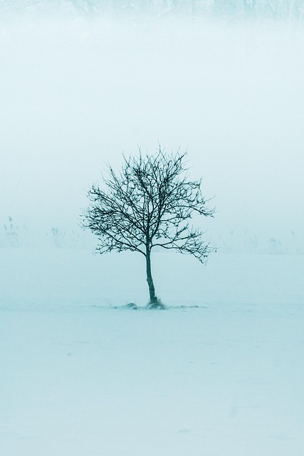 Baum, Schnee, Kalt, Natur, Draußen