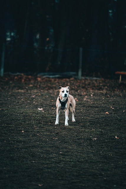 Hund, Natur, Hundepark, Haustier, Hund