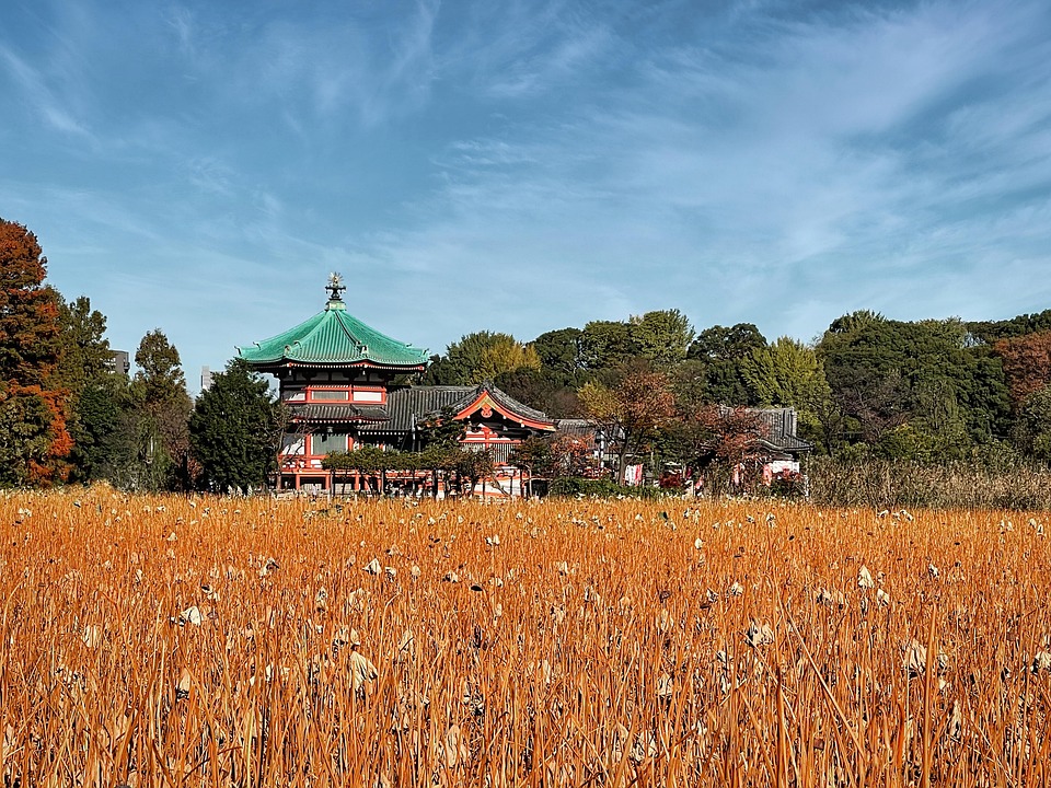 不忍池 上野公园 台东区 - Pixabay上的免费照片 - Pixabay