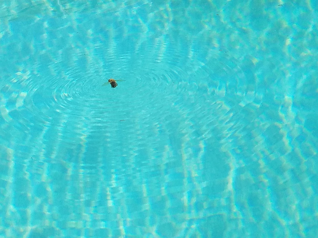 L'Eau Bassin Scarabée Photo gratuite sur Pixabay Pixabay — free download
