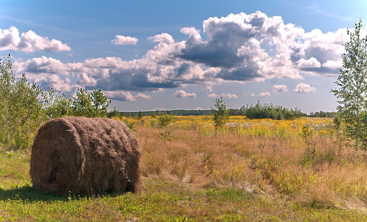 200+ Free Haystack & Hay Images Pixabay
